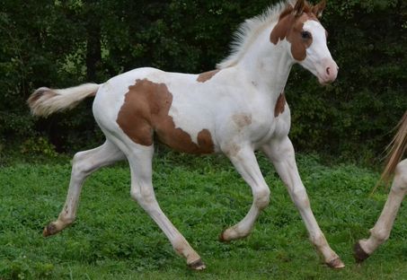 Cheyenne des Charmes