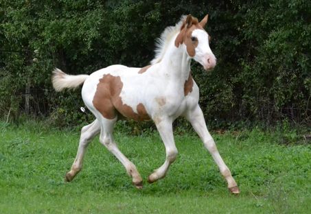 Cheyenne des Charmes