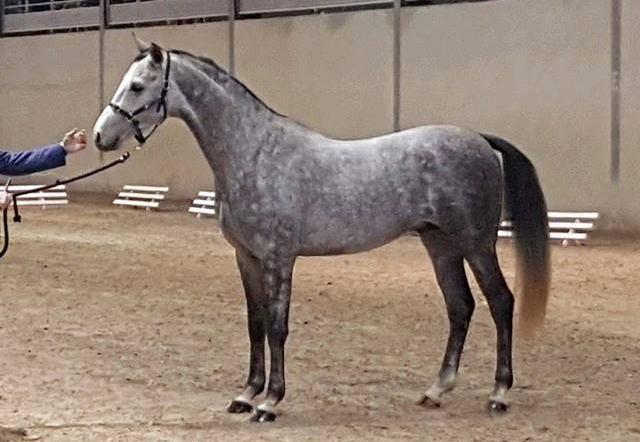 Extravagant d'Artagnan