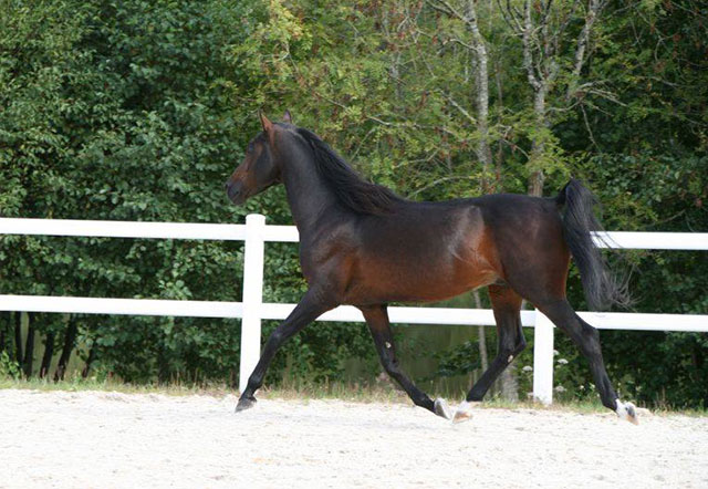 Menjad Maram al Baïda DRE***