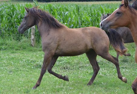 Mille et une nuits des Charmes