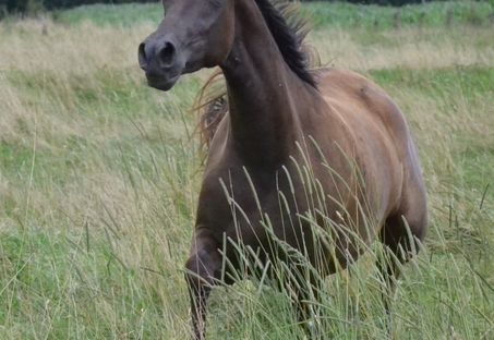 Mille et une nuits des Charmes