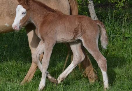 Ohitekah des Charmes