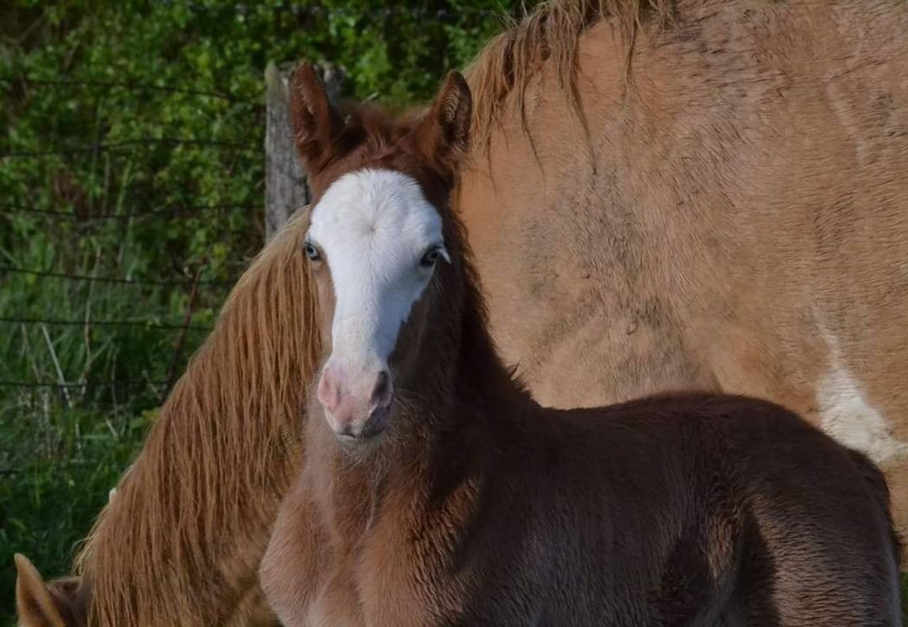 Ohitekah des Charmes