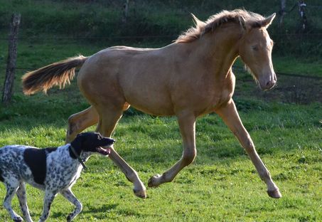 PeaceNLove des Charmes