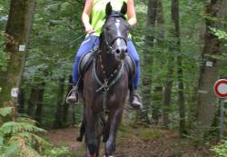 <p>40km SHF à Wimmenau pour <a href="arabe-shagya-shahim-des-charmes">Shahim des Charmes</a></p>