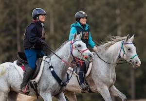 <p>CEI*** Buch - Podium pour la jument arabe Shagya Cassis des Charmes à plus de 17km/h &amp; CEI** Buch - Top 8 pour la jument arabe Shagya Orée des Charmes à plus de 16 km/h</p>